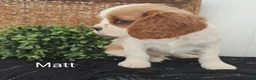 Cavalier King Charles Spaniel dogs for sale: Mike - Ad 11