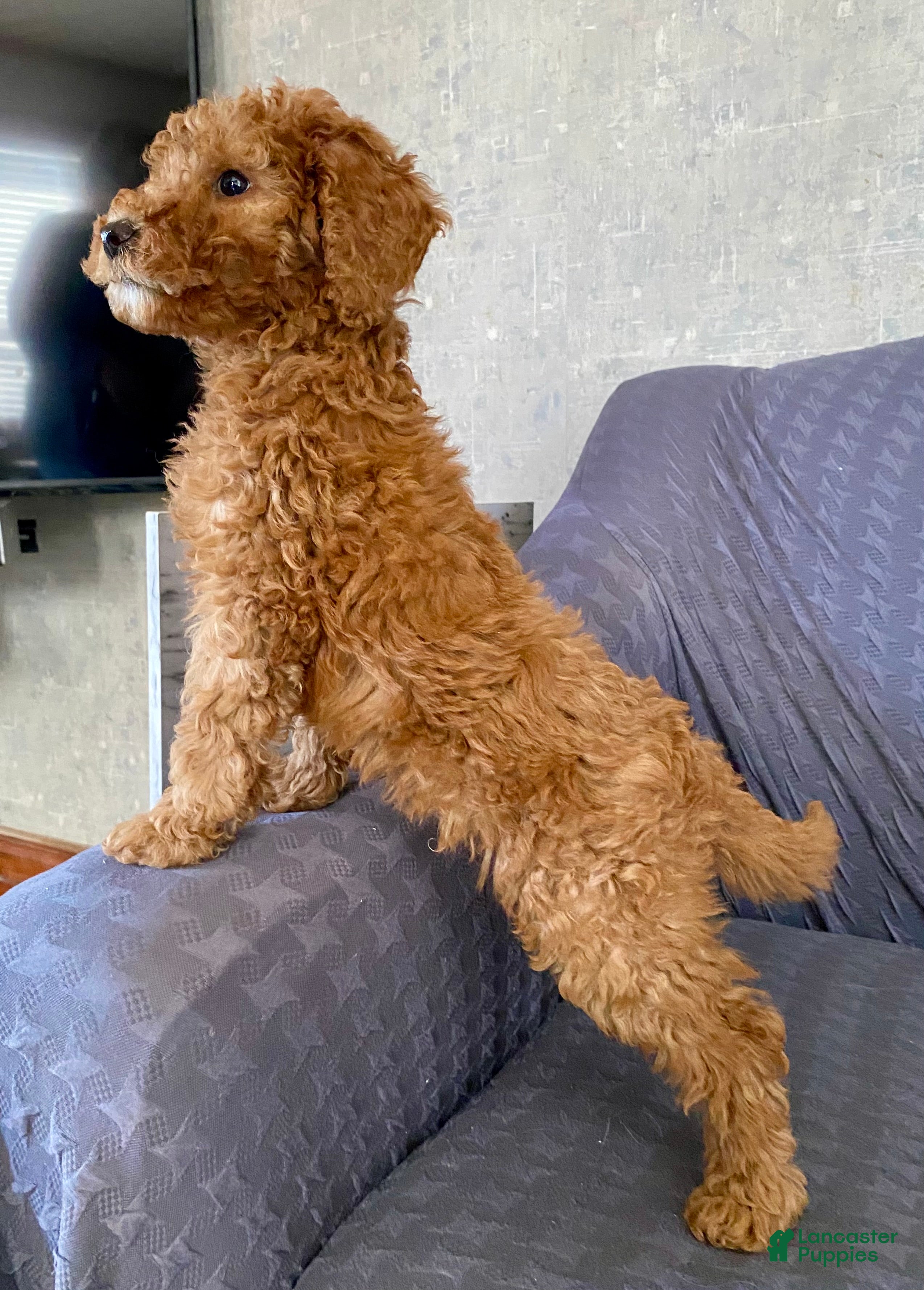 Standard Poodle dogs Buster - Ad 13