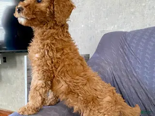 Standard Poodle dogs Buster - Ad 13