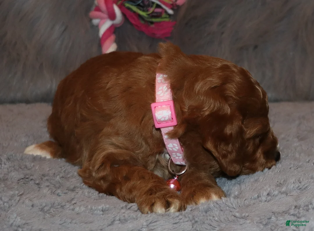 Mini Goldendoodle dogs for sale: Tilly 🌷 Micro Miniature - Ad 8