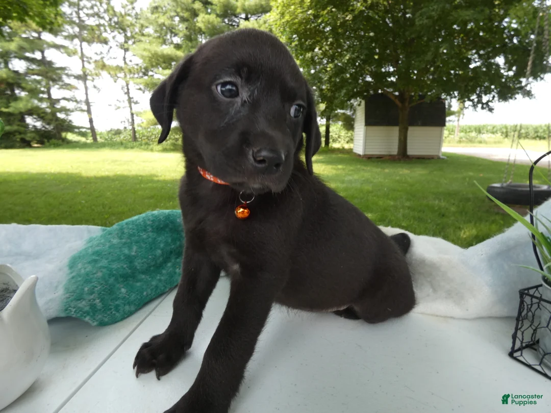 Sheprador dogs for sale: Sheprador 9 Malinda - Ad 1