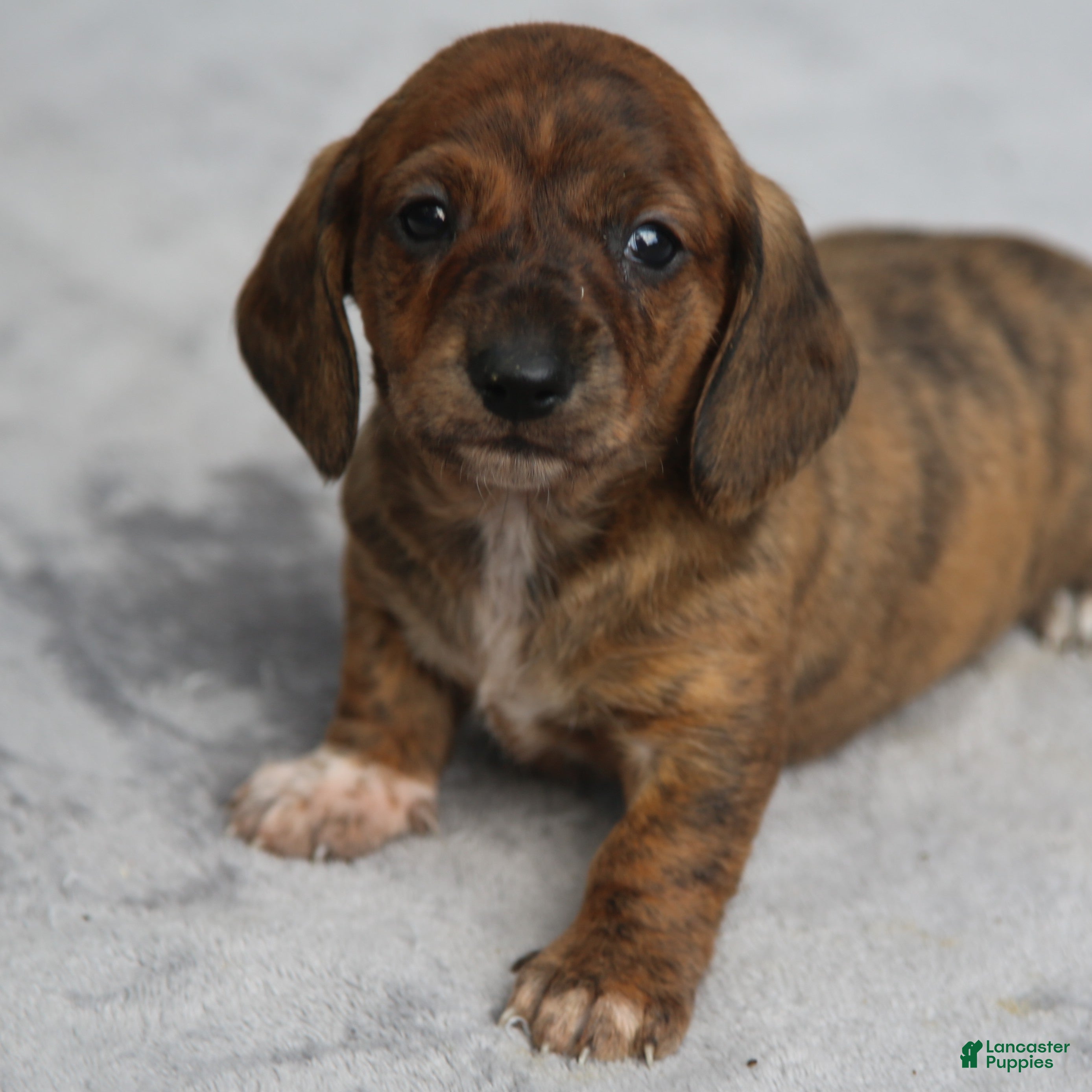 Dachshund dogs for sale: Red Brindle Smooth  - Ad 1