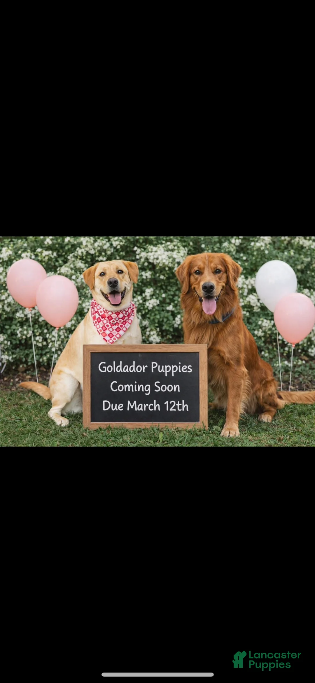 Goldador dogs for sale: Goldador Puppy 1 - Ad 2