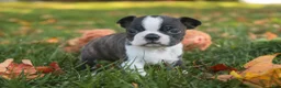 Boston Terrier dogs for sale: Cody Boston Terrier  - Ad 8