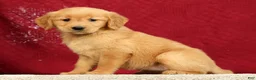 Golden Retriever dogs for sale: Daisy - Ad 4