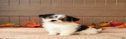 Morkie dogs for sale: Josie - Ad 2