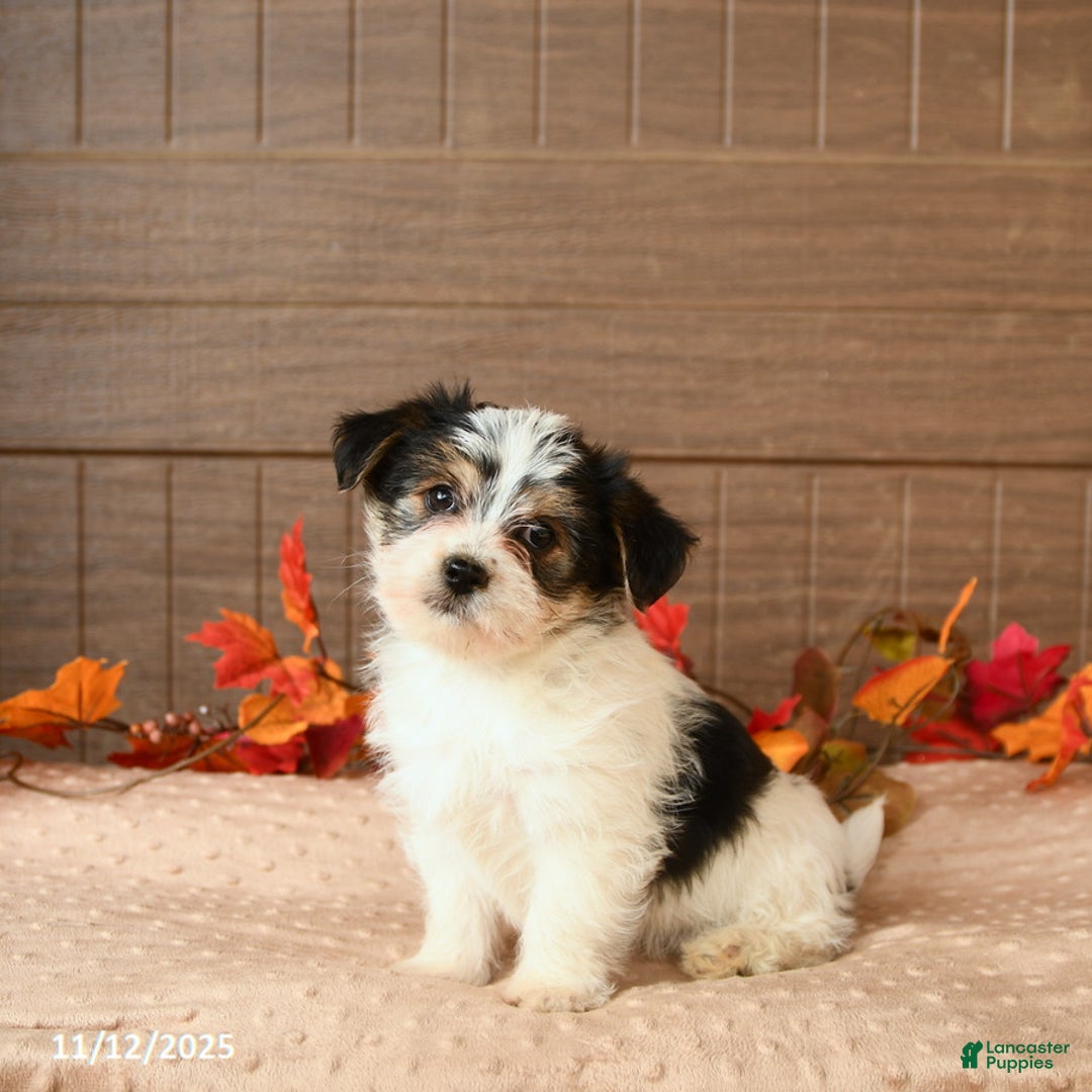 Morkie dogs for sale: Josie - Ad 2
