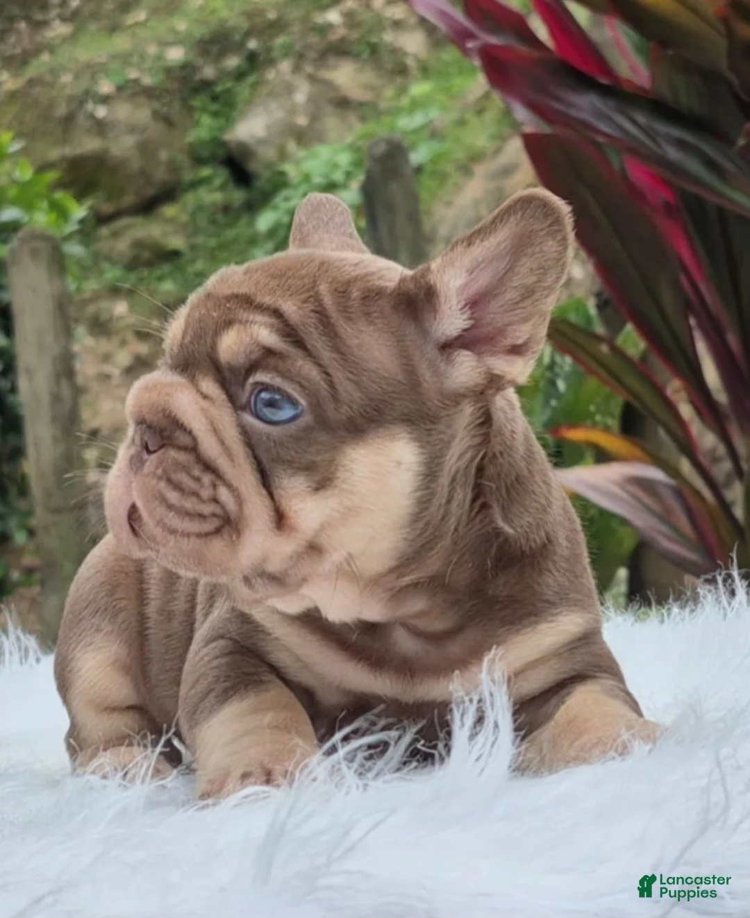 French Bulldog dogs for sale: Pumba French Bulldog Puppy Male - Ad 1