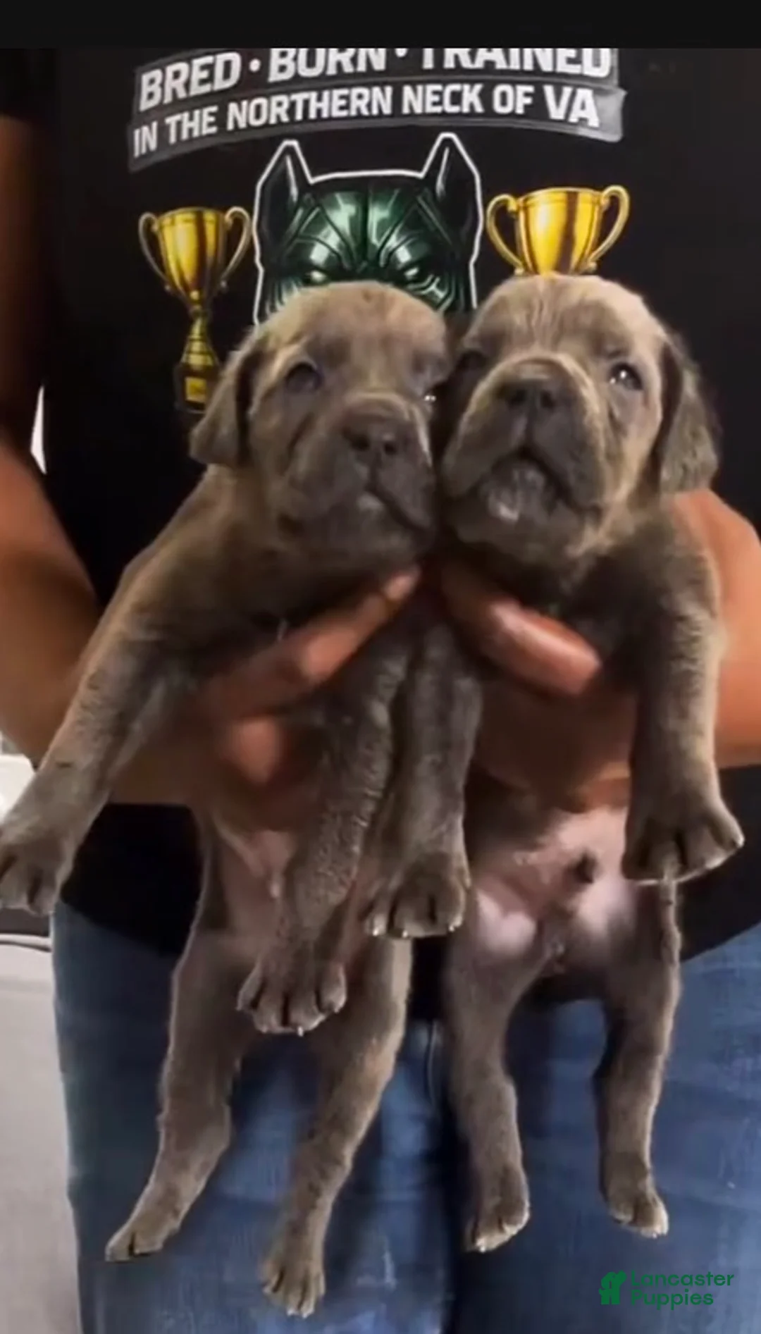 Cane Corso dogs for sale: Cane Corso Puppy 6 - Ad 1