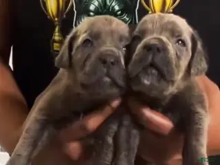 Cane Corso dogs Cane Corso Puppy 6 - Ad 38