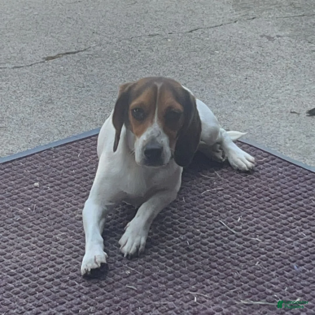 Gallery Image {{count}}