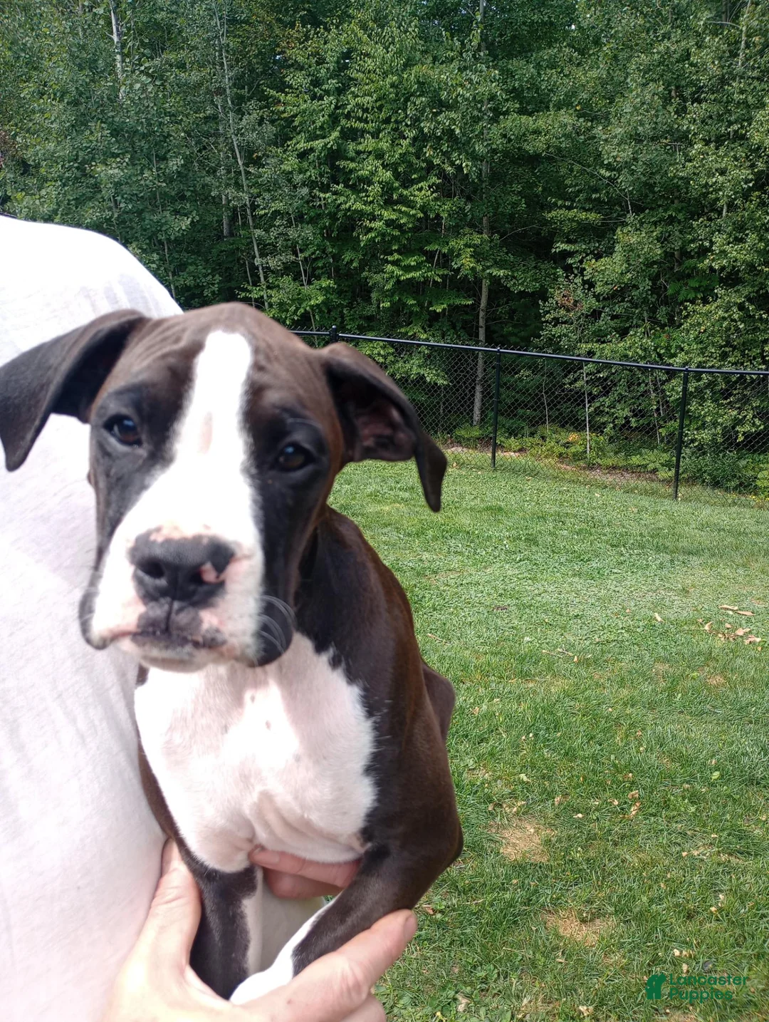Boxer dogs for sale: Boxer 2 flashy reverse brindle  - Ad 1