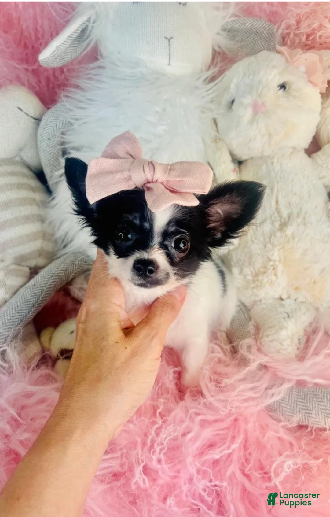 Chihuahua dogs for sale: Teacup Chihuahua  hand delivery  - Ad 1