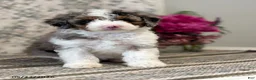 Mini Sheepadoodle dogs for sale: Amber - Ad 10