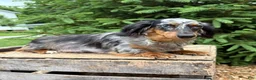 Mixed Breed dogs for sale: Olive - Ad 4