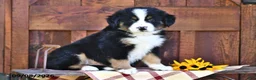 Mixed Breed dogs for sale: Rocky - Ad 3