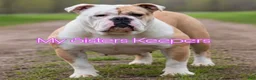 Olde English Bulldogge dogs for sale: Olde English Bulldogge Puppy 2 - Ad 5
