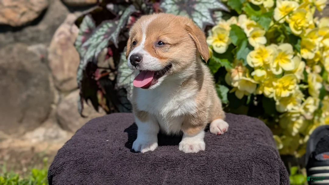 Welsh Corgi Pembroke dogs for sale: Namor  - Ad 2