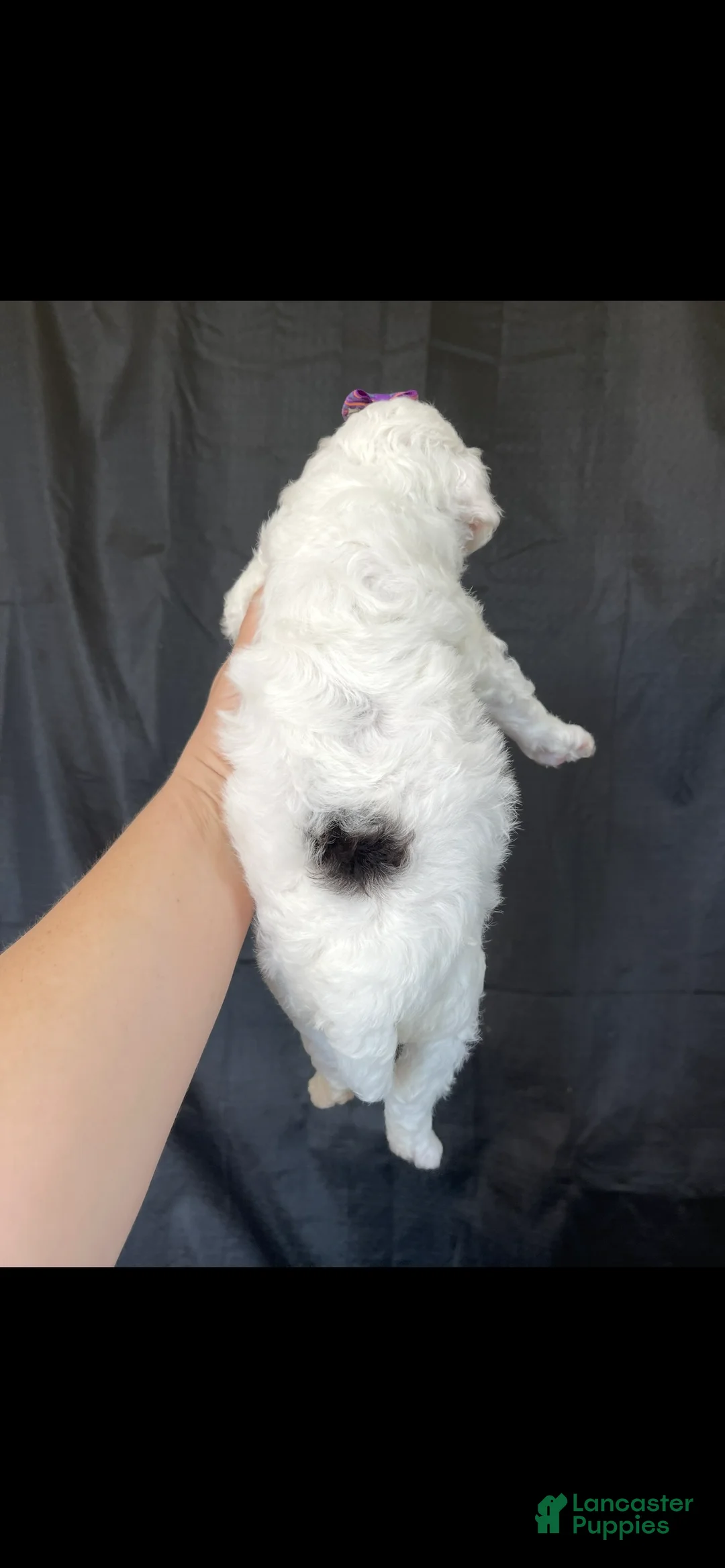 Miniature Poodle dogs for sale: Akc Clear Brown Phantom Tri - Ad 12