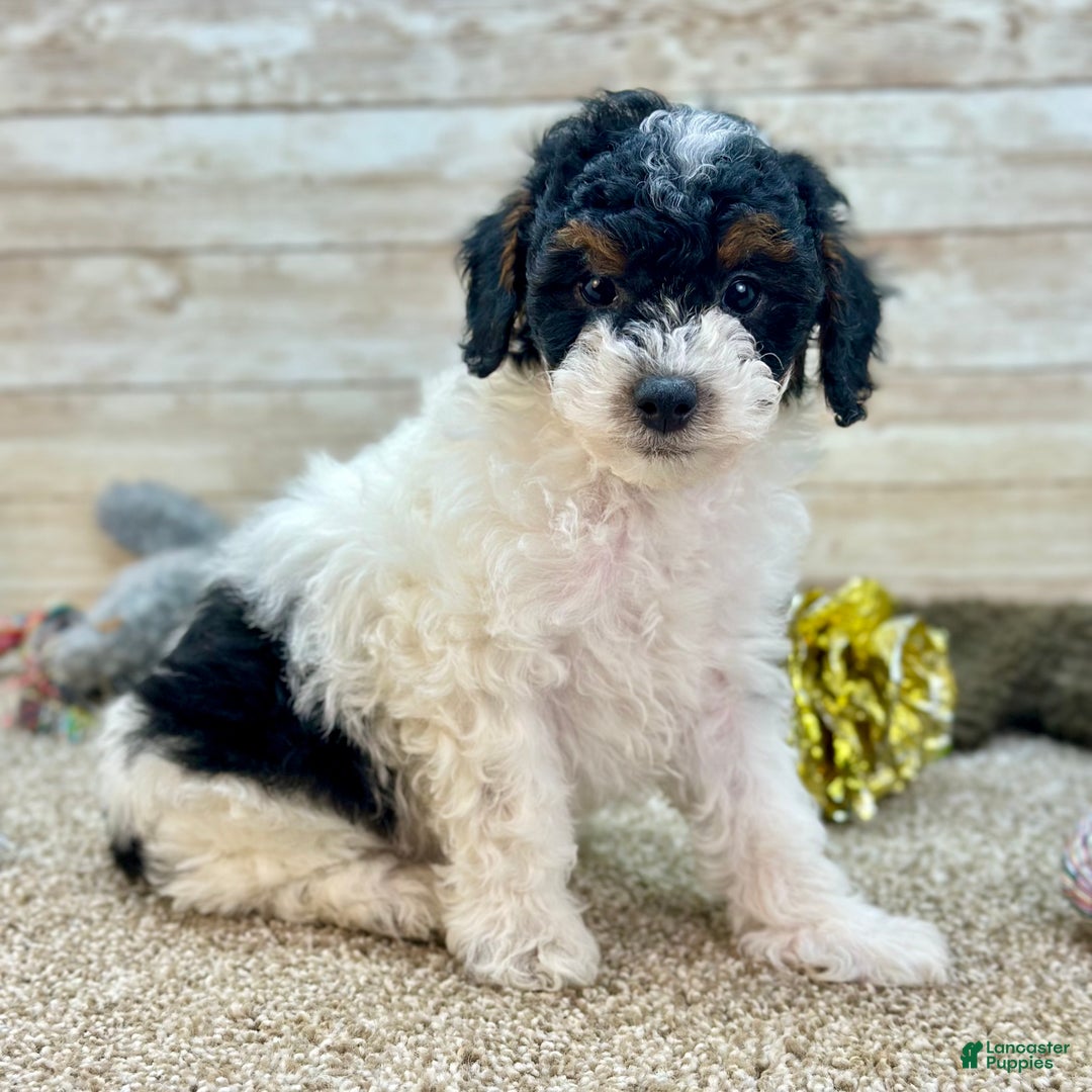 Toy Poodle dogs for sale: Benji - Ad 5