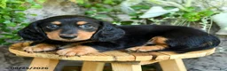Miniature Dachshund dogs for sale: Erick - Ad 3