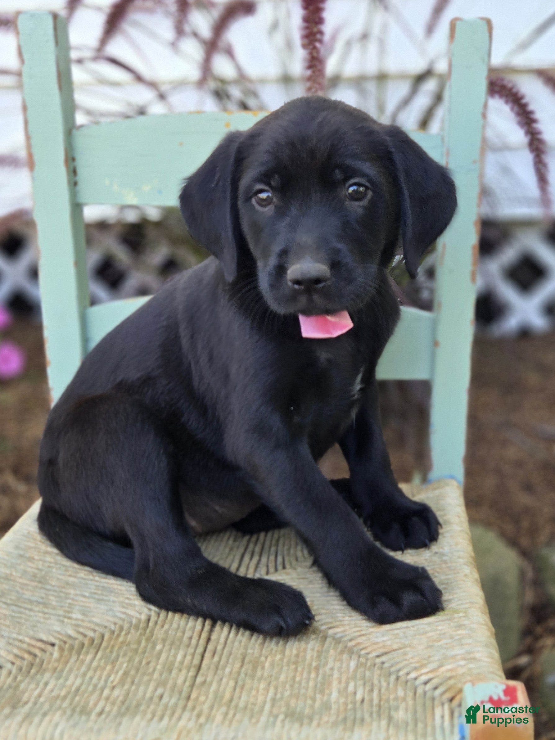 Mixed Breed dogs Bella - Ad 2