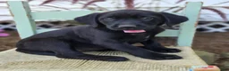 Mixed Breed dogs for sale: Bella - Ad 2