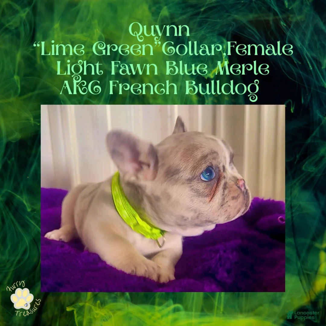 French Bulldog dogs for sale: Quynn “LimeGreen” Collar, Female  - Ad 2