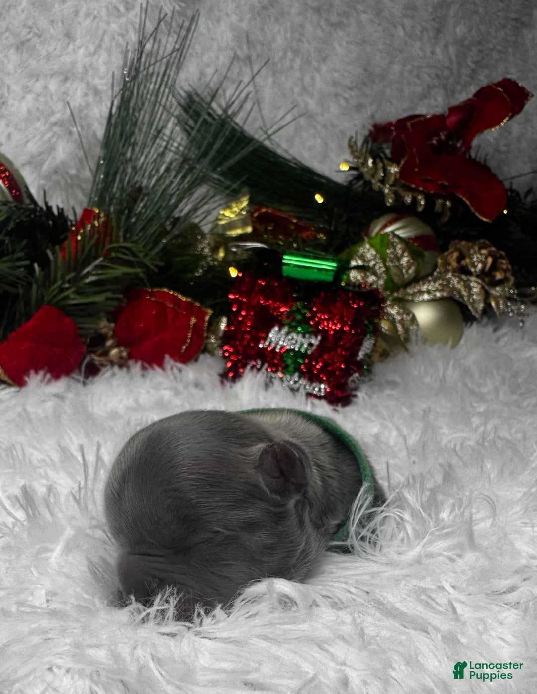 French Bulldog dogs for sale: Twinkle(Visual Fluffy)  - Ad 2