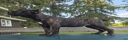 Cane Corso dogs for sale: Sadie - Ad 1