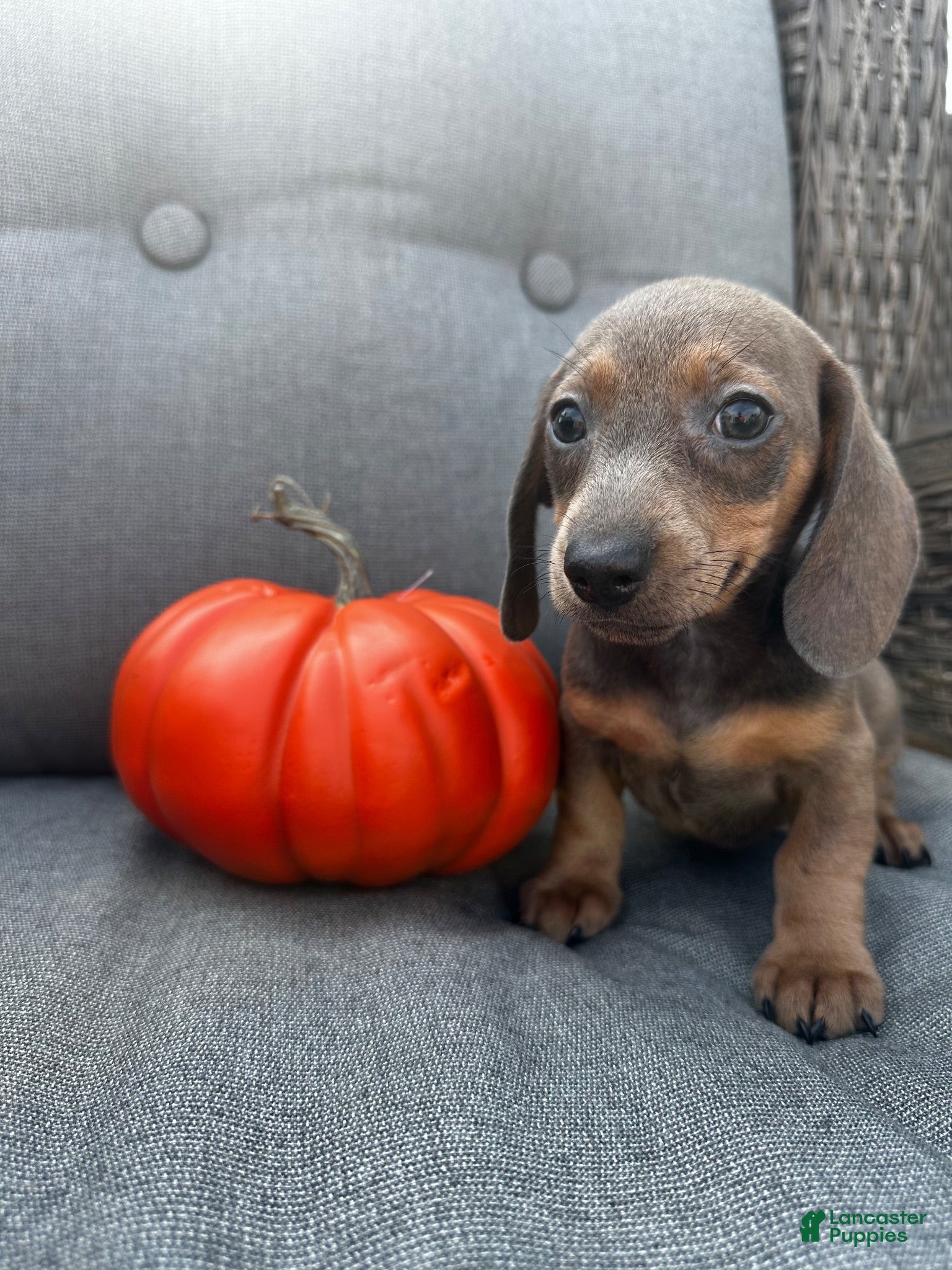 Miniature Dachshund dogs Franklin  - Ad 1