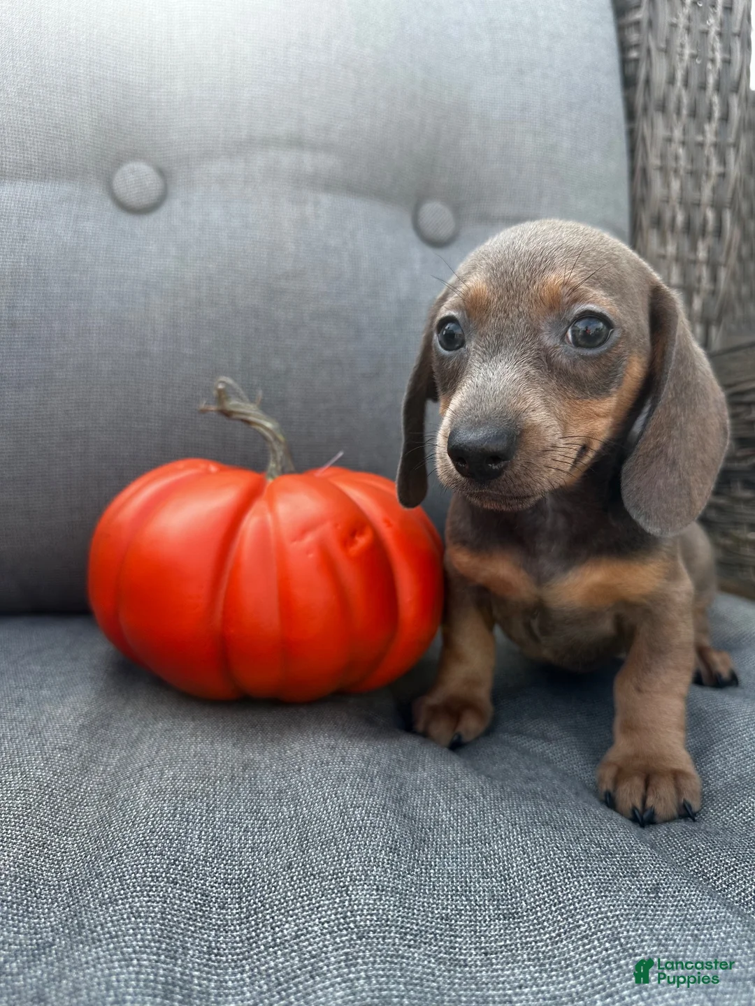 Miniature Dachshund dogs for sale: Franklin  - Ad 1