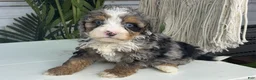 Mini Bernedoodle dogs for sale: Bullet - Ad 2