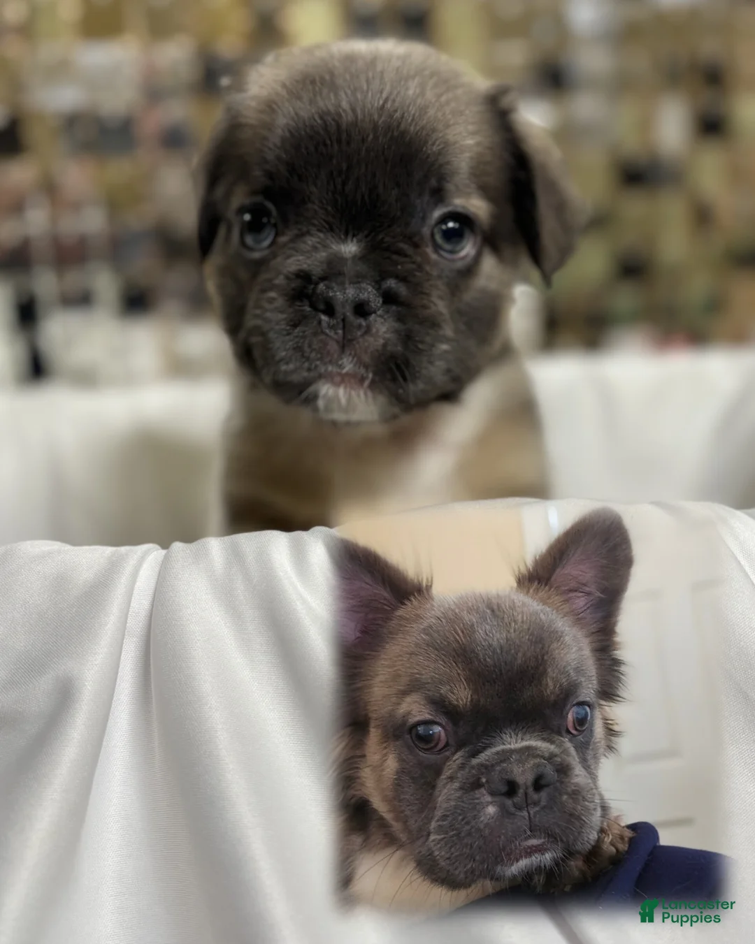 French Bulldog dogs for sale: Patron, that Guy - Ad 1