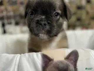 French Bulldog dogs Patron, that Guy - Ad 38