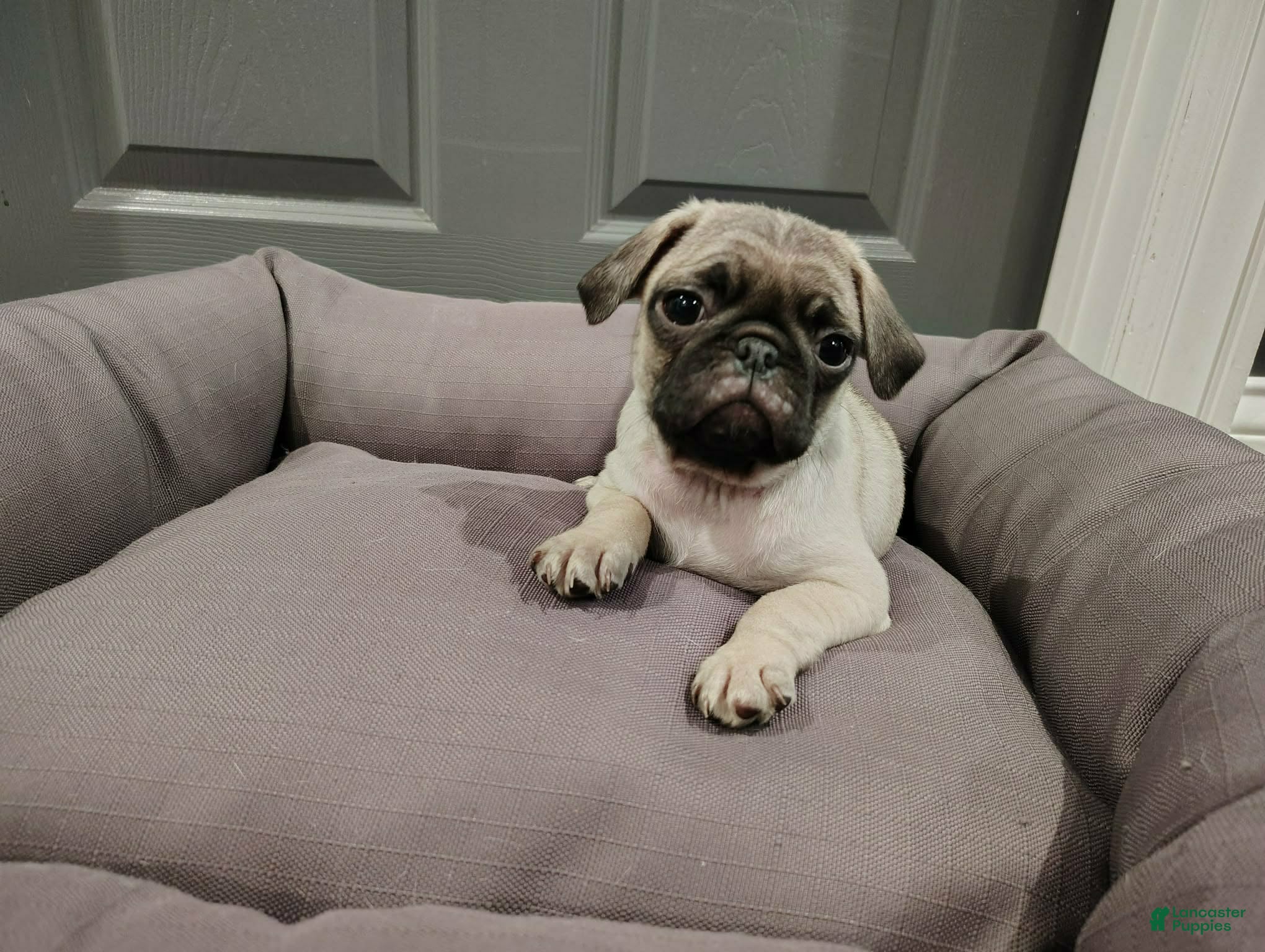 Puggle dogs Puggle Puppy 5 - Ad 30