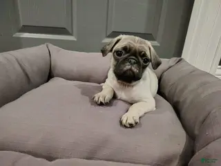 Puggle dogs Puggle Puppy 5 - Ad 30