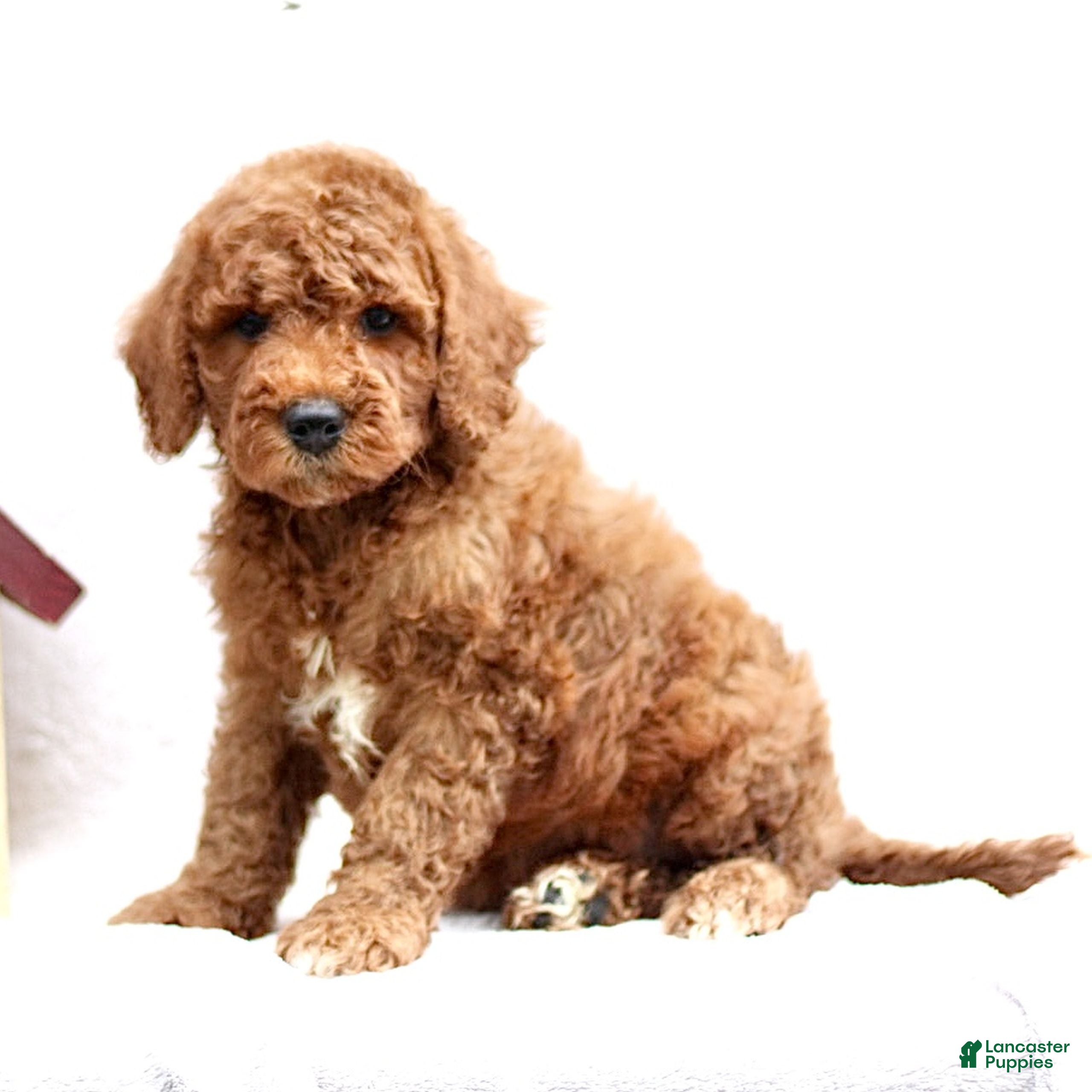 Mini Goldendoodle dogs Leo  - Ad 2
