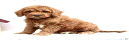 Mini Goldendoodle dogs for sale: Leo  - Ad 2