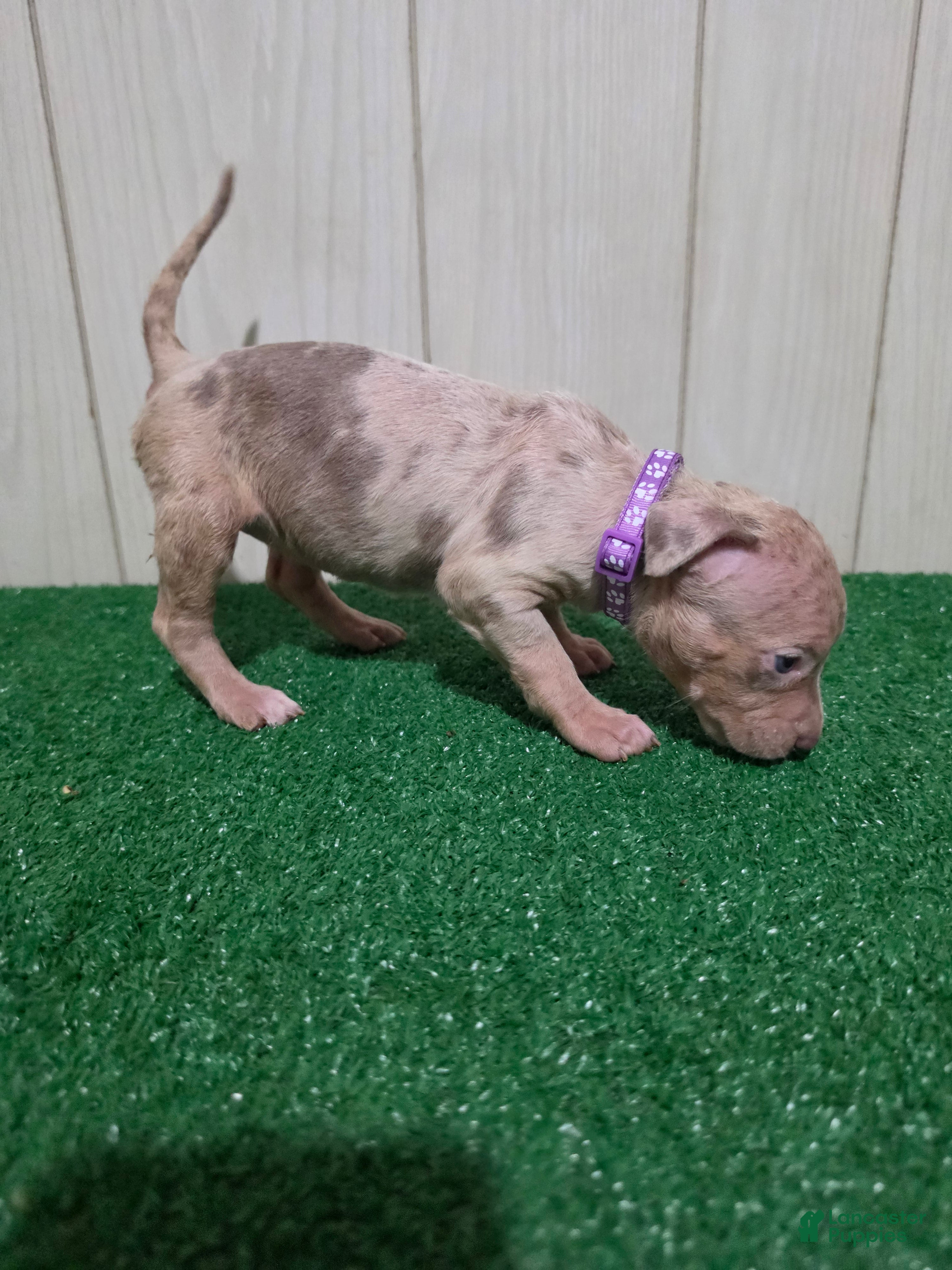 American Bully XL Puppy 10 (Purple Collar)