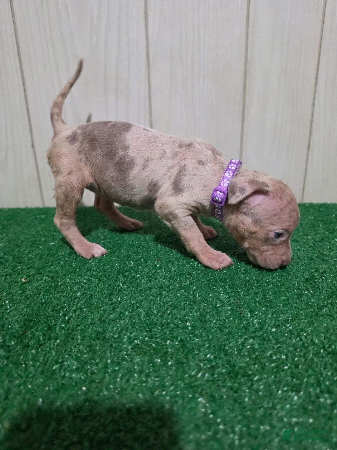 American Bully dogs for sale: American Bully XL Puppy 10 (Purple Collar) - Ad 1