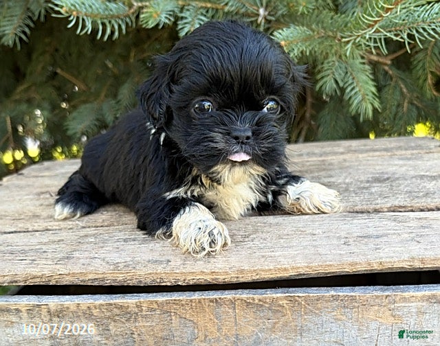 Opal (Shih Tzu, Female) in Middlebury, IN