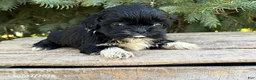 Shih Tzu dogs for sale: Opal - Ad 1