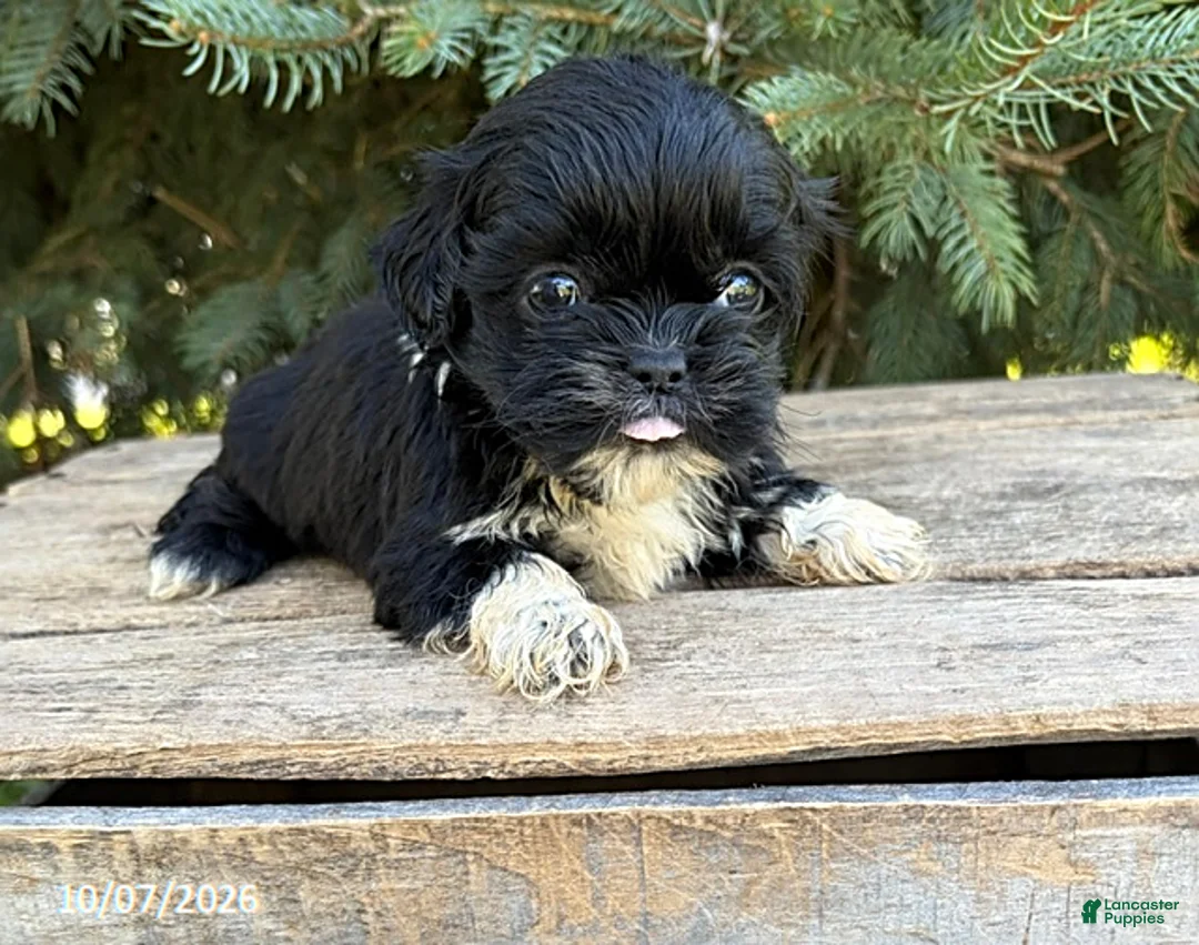 Shih Tzu dogs for sale: Opal - Ad 1