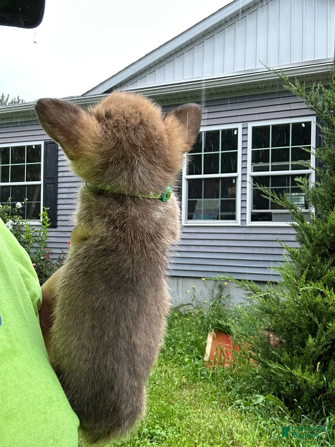 Welsh Corgi Pembroke dogs for sale: Green - Ad 2