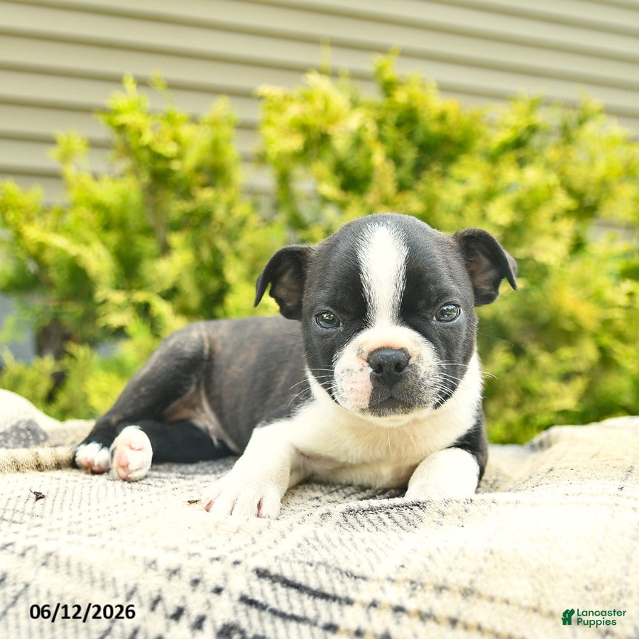 Boston Terrier dogs Leo  - Ad 2