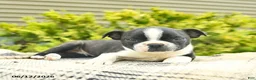 Boston Terrier dogs for sale: Leo  - Ad 2