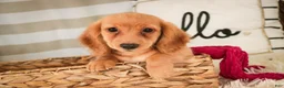 Miniature Dachshund dogs for sale: Taffy - Ad 5