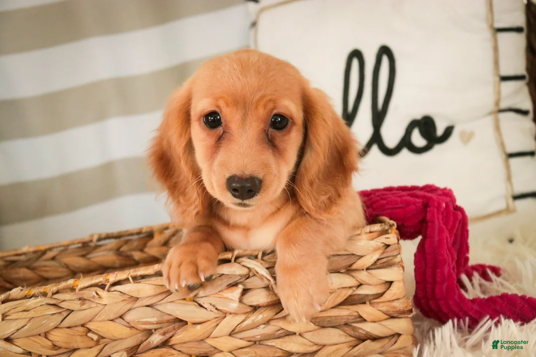 Miniature Dachshund dogs for sale: Taffy - Ad 5