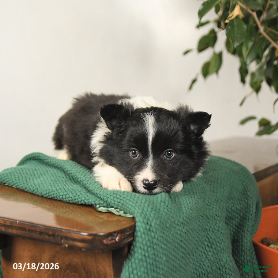 Mixed Breed dogs Joey - Ad 2